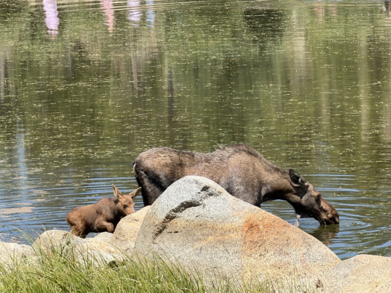 Two moose standing in a still green pond